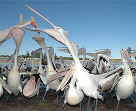 Pelican Feeding - Accommodation BNB 3