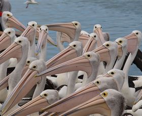 Pelican Feeding - Accommodation BNB 4