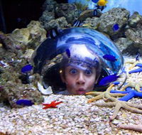 Sea Life Sunshine Coast - Accommodation BNB