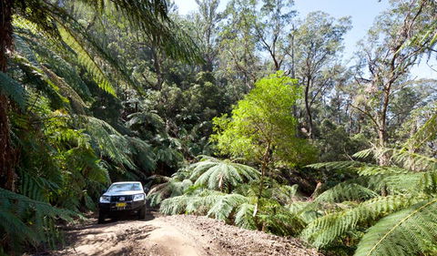 Wadbilliga Road Drive - Accommodation BNB 3