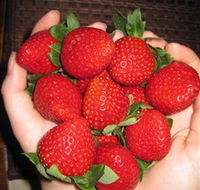 The Strawberry Farm - Accommodation BNB