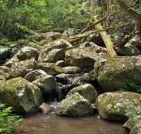 Booyong walking track - Accommodation BNB
