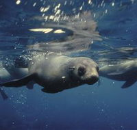 Wilsons Promontory Marine National Park - Accommodation BNB