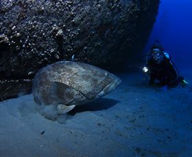 HMAS Brisbane Dive Site - Accommodation BNB 3