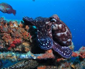 HMAS Brisbane Dive Site - Accommodation BNB 2