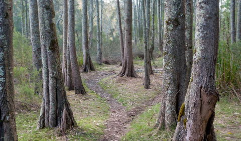 Anabranch Loop Track - Accommodation BNB 1