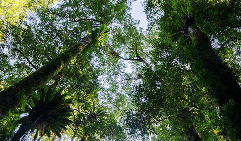 Botanic Walk - Accommodation BNB 0