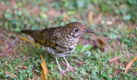 Walk With The Birds Boardwalk - Accommodation BNB 1