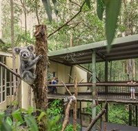 Daisy Hill Koala Centre - Accommodation BNB