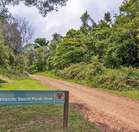 Antarctic Beech picnic area - Accommodation BNB