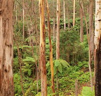 Cycle Mogo State Forest - Accommodation BNB
