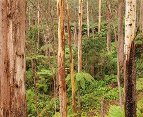 Cycle Mogo State Forest - Accommodation BNB 0