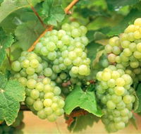 Red Tail Wines - Accommodation BNB