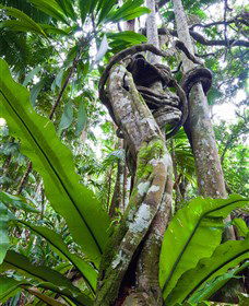 Tamborine Rainforest Skywalk - Accommodation BNB 0