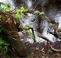 Mogo Bushwalk - Accommodation BNB