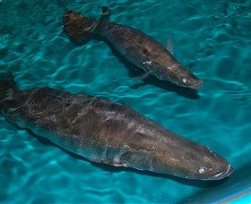 Cookabarra Restaurant And Function Centre - Tailor Made Fish Farms - Accommodation BNB 7