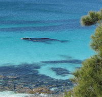 Jervis Bay Marine Park - Accommodation BNB