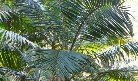 Bangalore Falls Walking Track - Accommodation BNB 0
