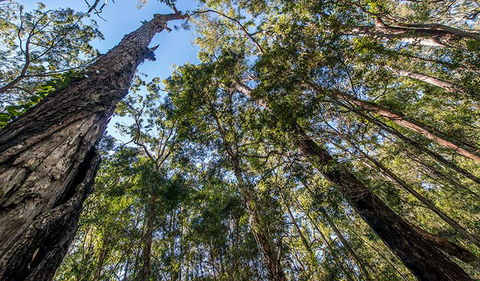 Brimbin Nature Reserve - Accommodation BNB 3