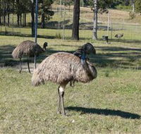 Glen Ian Ostrich and Emu Farm - Accommodation BNB