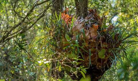 Brimbin Picnic Area - Accommodation BNB 3