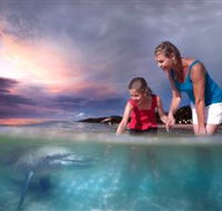 Tangalooma Dolphin Feeding - Accommodation BNB