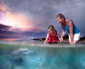 Tangalooma Dolphin Feeding - Accommodation BNB 0