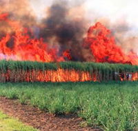 Reeves Family Sugar Cane Farm - Accommodation BNB