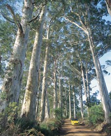 The Great Forest Trees Drive - Accommodation BNB 0