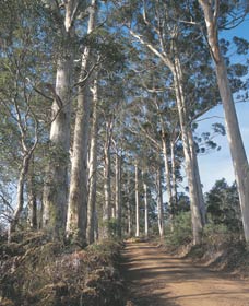 The Great Forest Trees Drive - Accommodation BNB 1