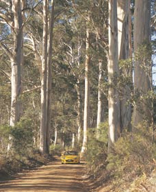The Great Forest Trees Drive - Accommodation BNB 2