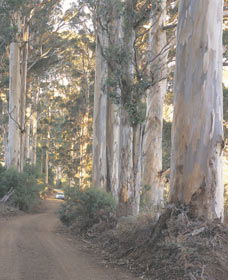 The Great Forest Trees Drive - Accommodation BNB 3