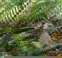 Wollumbin-Mount Warning National Park - Accommodation BNB