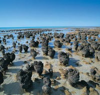 Hamelin Pool Stromatolites - Accommodation BNB