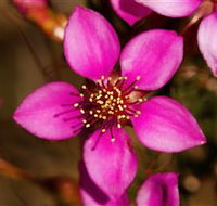 Flora - Accommodation BNB