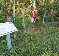 Rainforest walk - Accommodation BNB