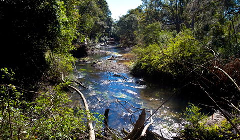 Rainforest Walk - Accommodation BNB 2