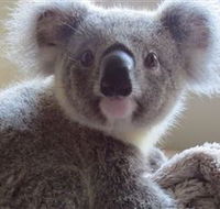 Koala Care Centre in Lismore - Accommodation BNB