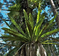 Whian Whian State Conservation Area - Accommodation BNB