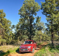 Wallingat Forest drive - Accommodation BNB