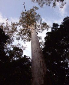 Orara East State Forest - Accommodation BNB 3
