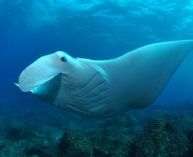 Manta Bommie Dive Site - Accommodation BNB 0