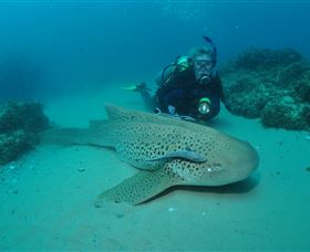 Manta Bommie Dive Site - Accommodation BNB 1