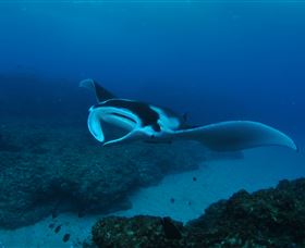 Manta Bommie Dive Site - Accommodation BNB 2