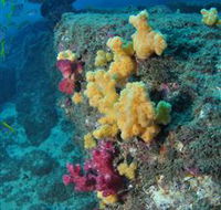 Shag Rock Dive Site - Accommodation BNB