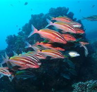 Flat Rock Dive Site - Accommodation BNB