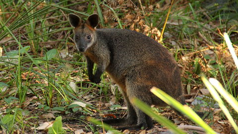 Mimosa Rocks National Park - Accommodation BNB 1