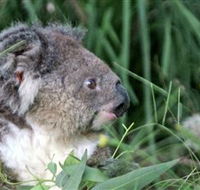 Koala Hospital - Accommodation BNB