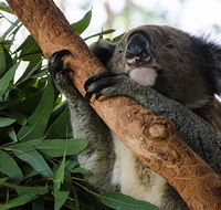 Macquarie Nature Reserve - Accommodation BNB