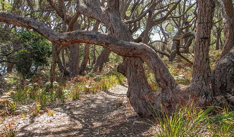 Middle Lagoon Walking Track - Accommodation BNB 2